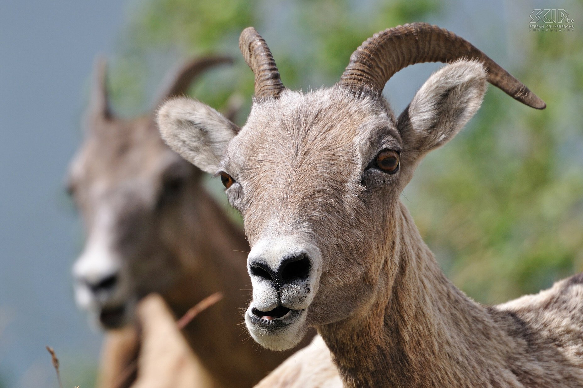 Jasper NP - Bighorn sheeps Bighorn sheeps (Ovis canadensis) along the road between Medicine Lake and Maligne Lake in Jasper National Park. Stefan Cruysberghs